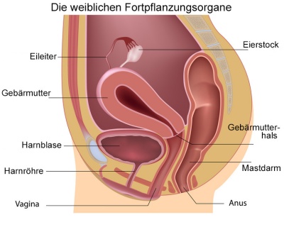 Frau eine wieviel hat löcher Vagina